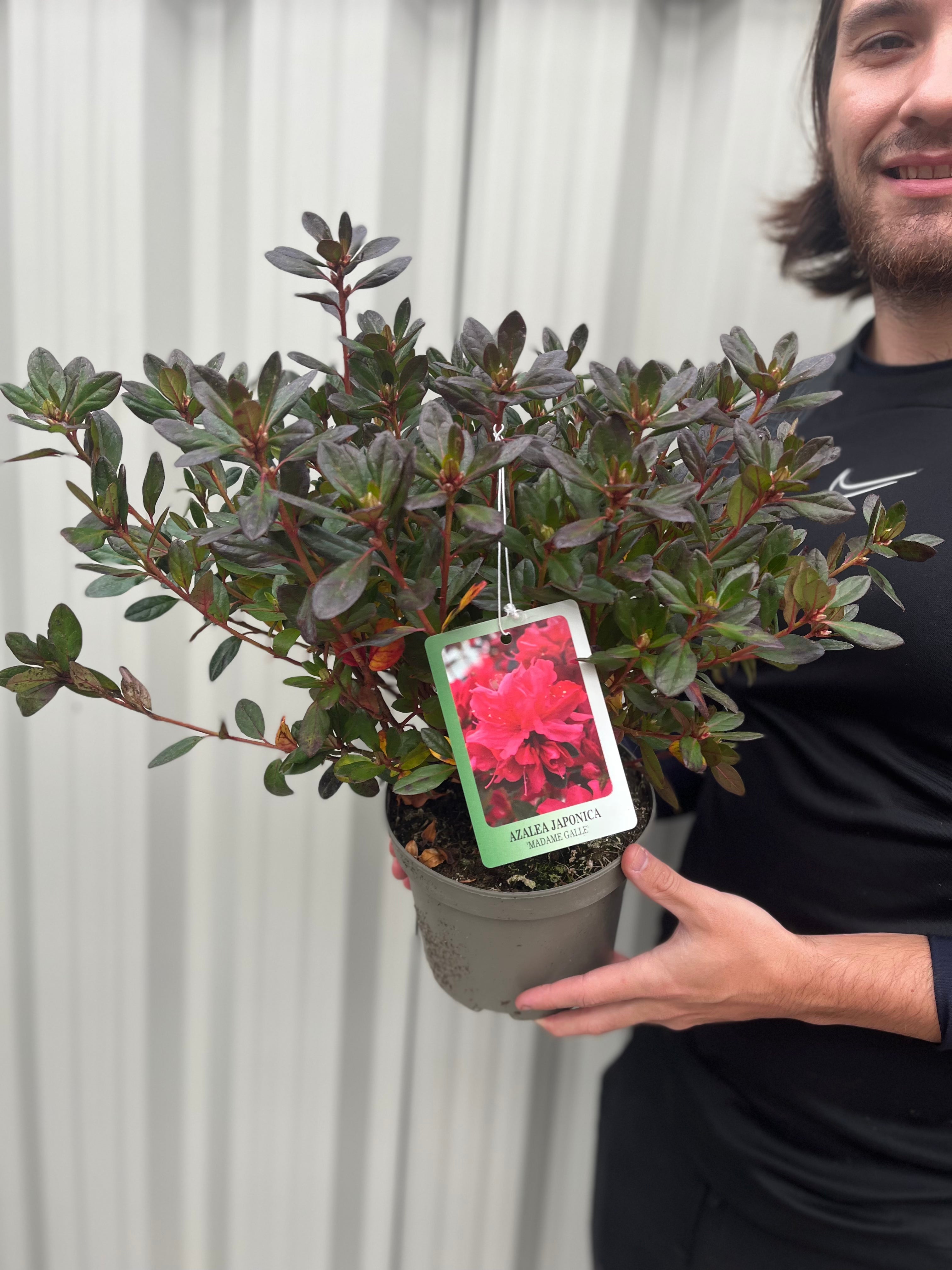 Azalea japonica 'Madame Galle' 2L