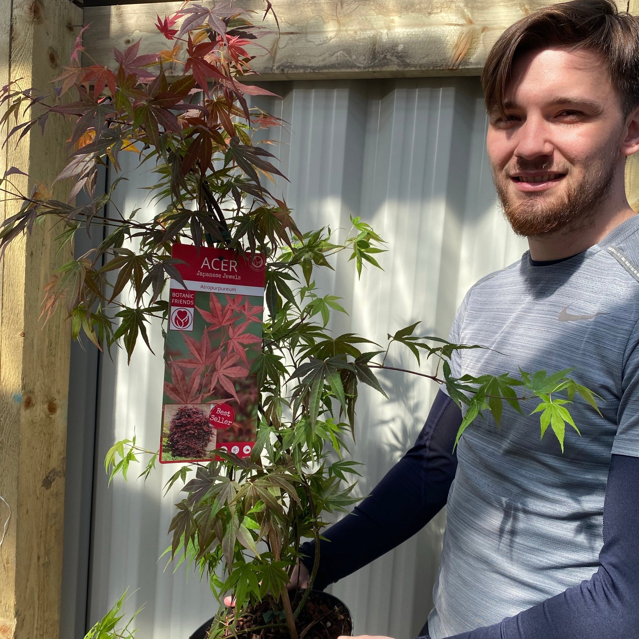 Acer palmatum 'Atropurpureum' 10.5cm-130L