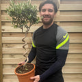 Corkscrew Stem Olive Tree | Hardy Evergreen Potted Tree | 100-100cm