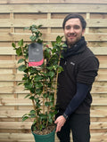 Camellia  'Roger Hall' 1L / 5L (100cm)