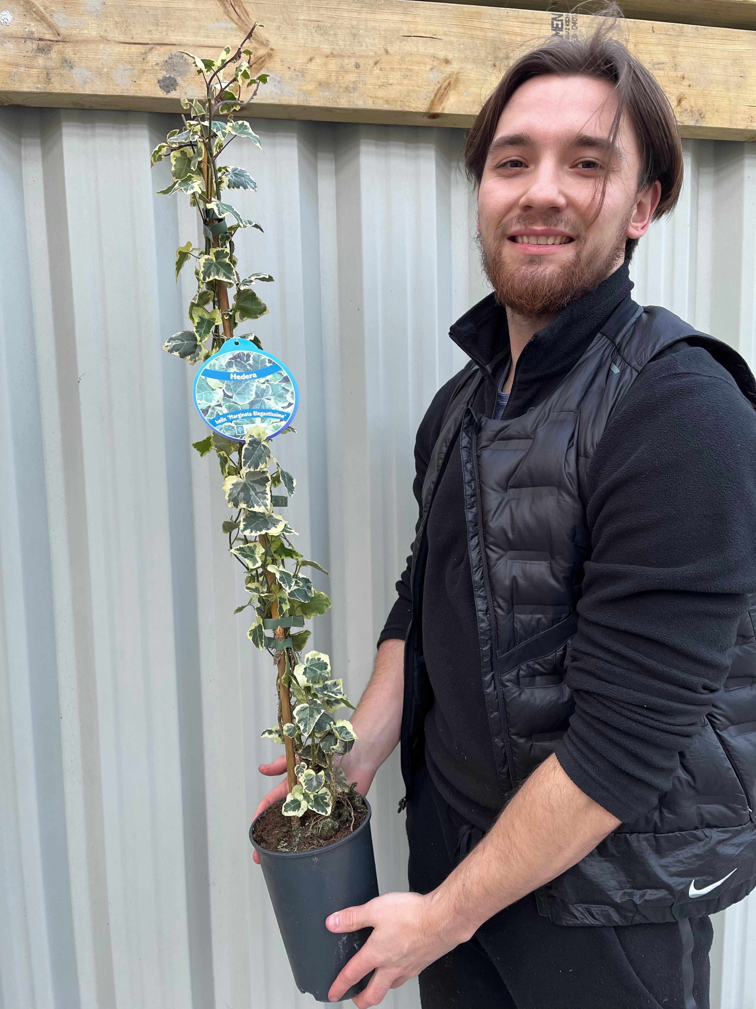 Hedera Helix 'Marginata Elegantissima' Climbing Ivy 1m