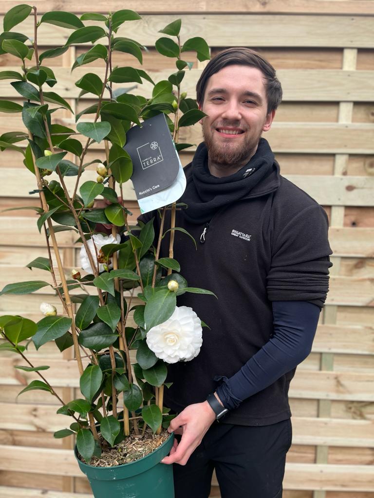 Camellia japonica 'Nuccio's Gem' 2L / 5L (100cm)