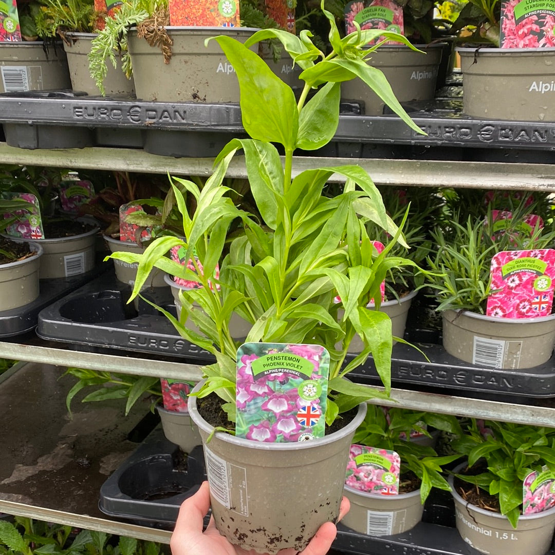 Penstemon Phoenix Violet 9cm Pot