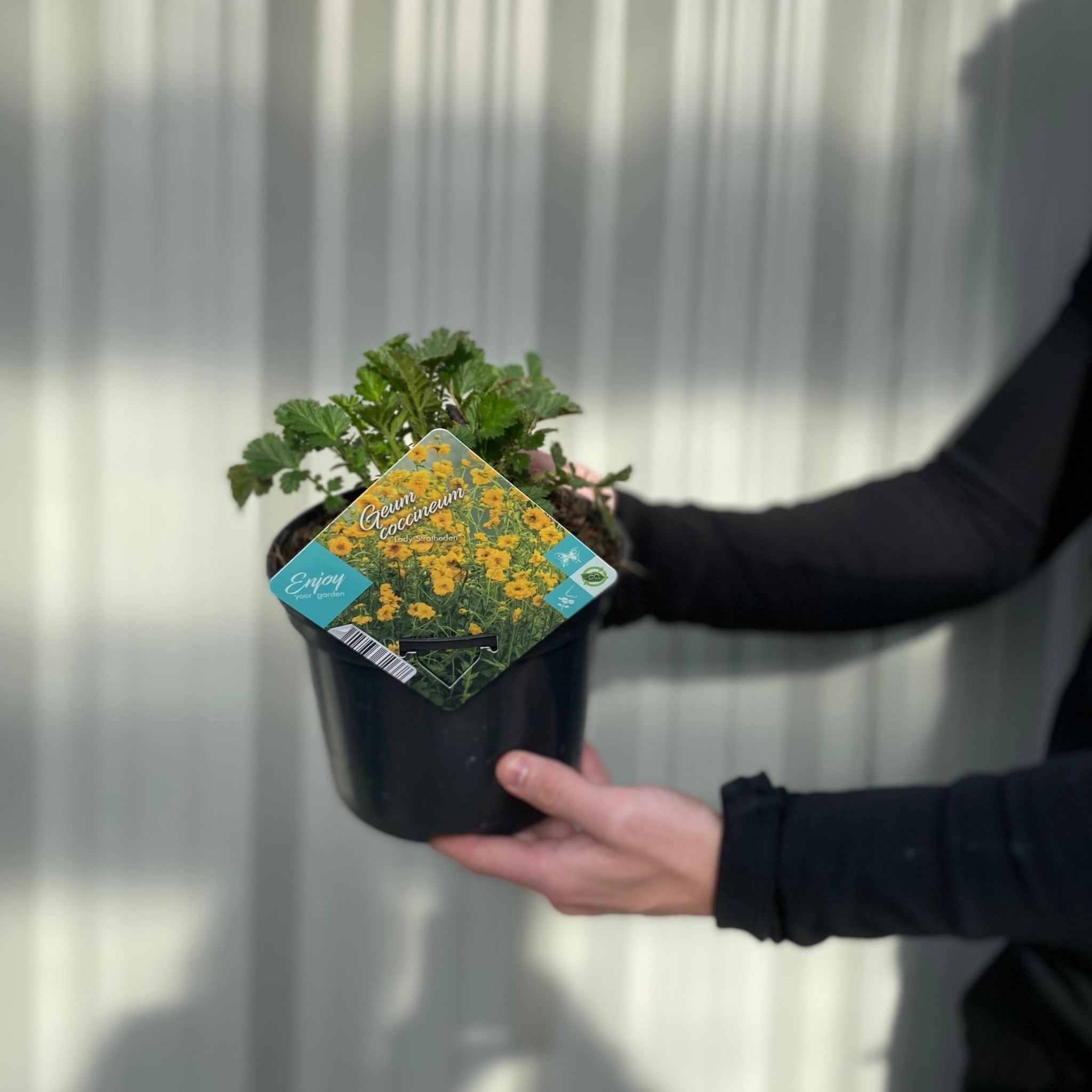 Geum 'Lady Stratheden' (Various Sizes Available)