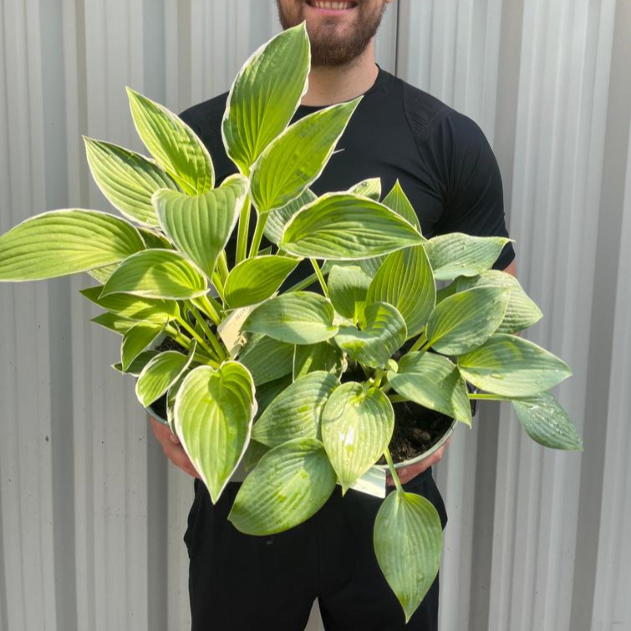 2 x Hosta Plants | Shade Loving Herbecaous Perennials | 2L