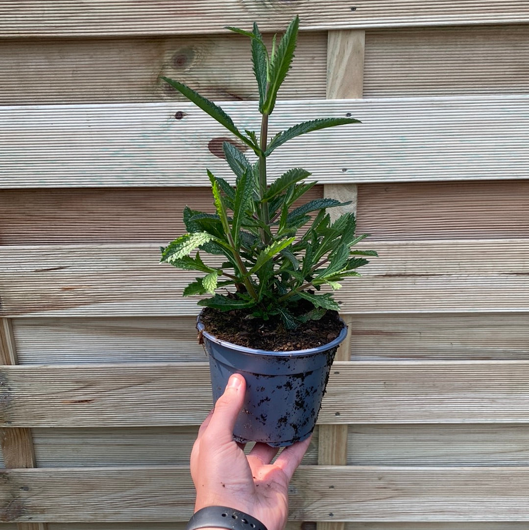Verbena bonariensis 9cm/1.5L/2L