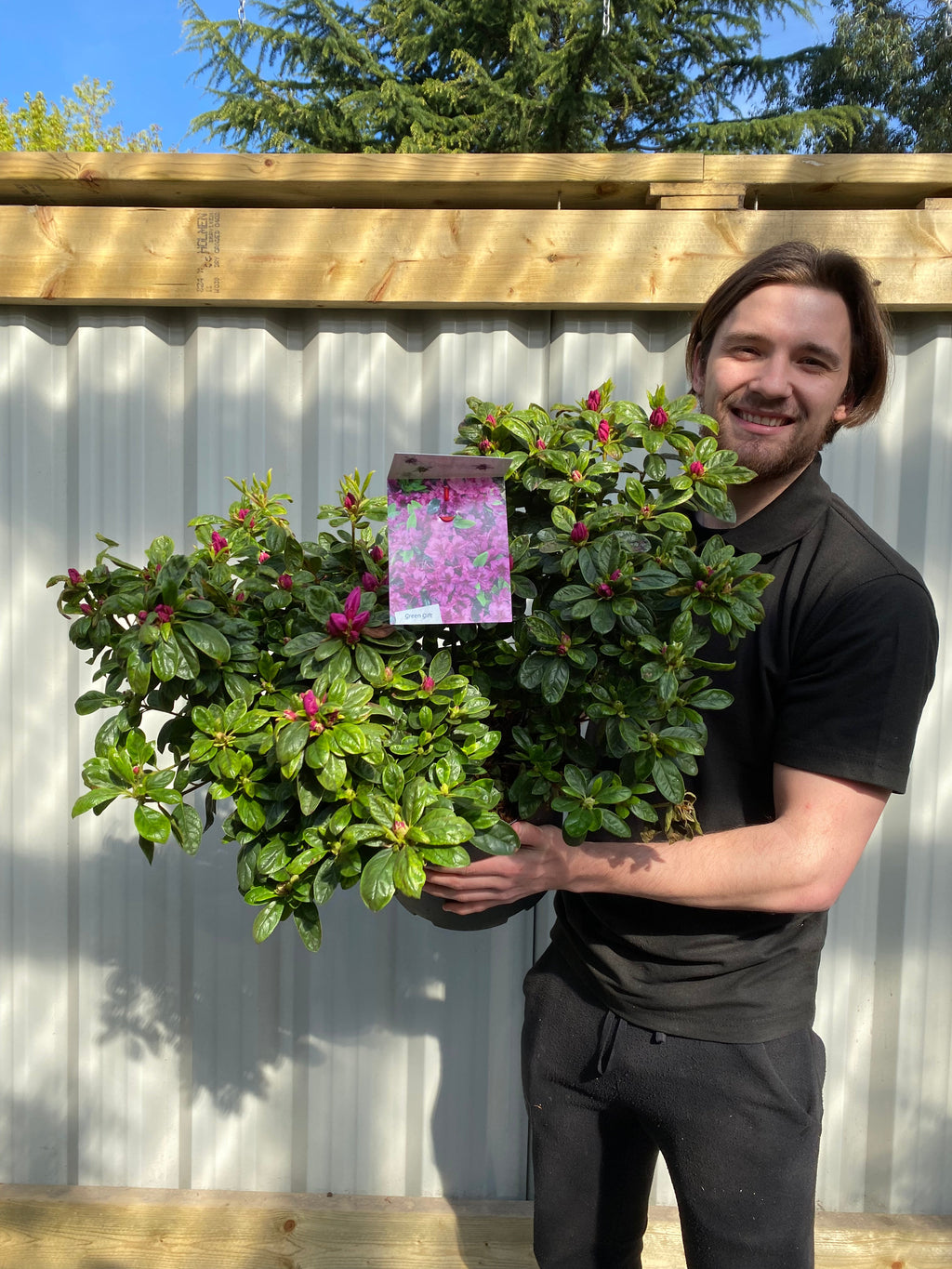 Azalea 'Koningstein' 10L
