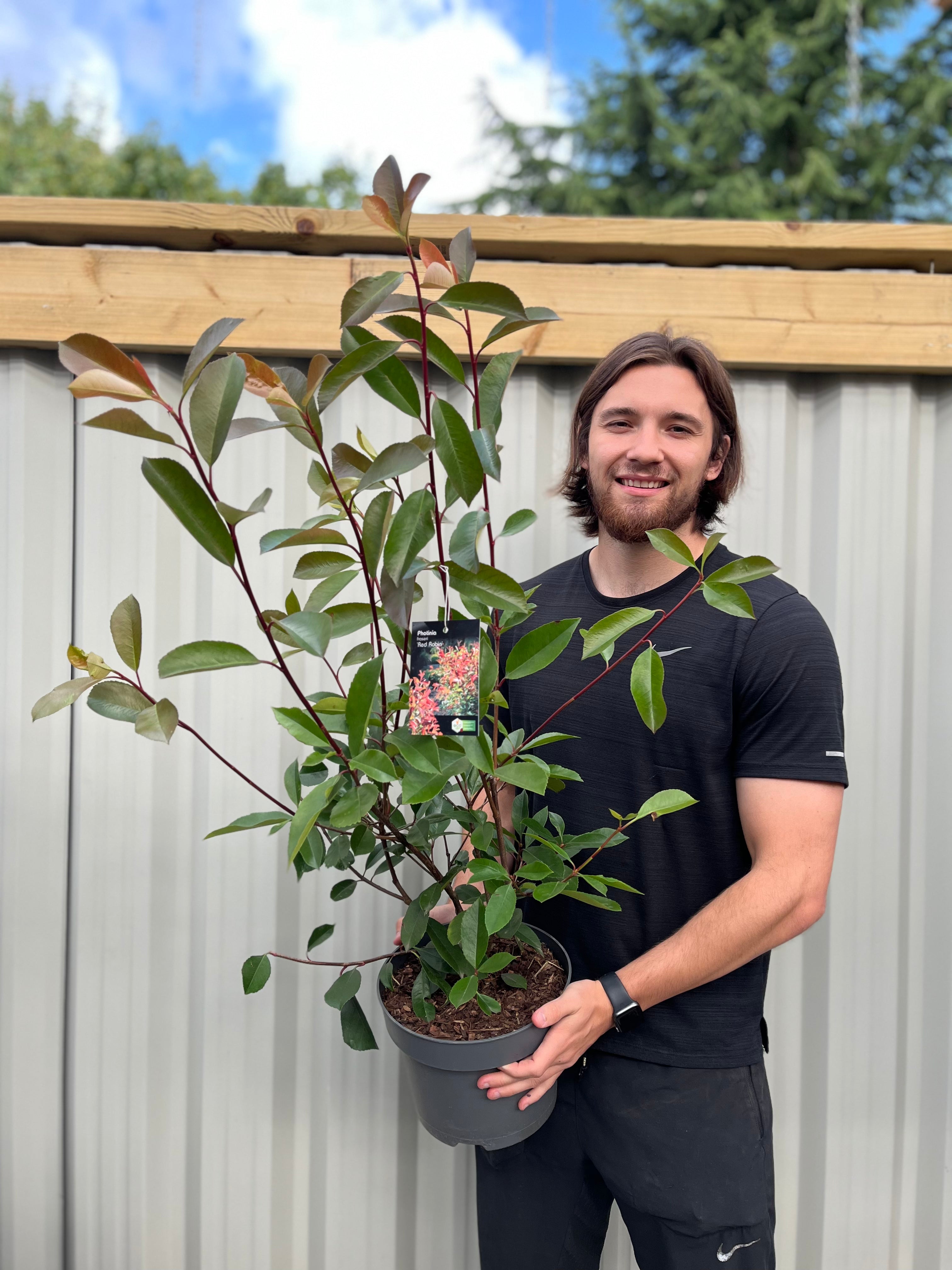 Photinia x fraseri 'Red Robin'