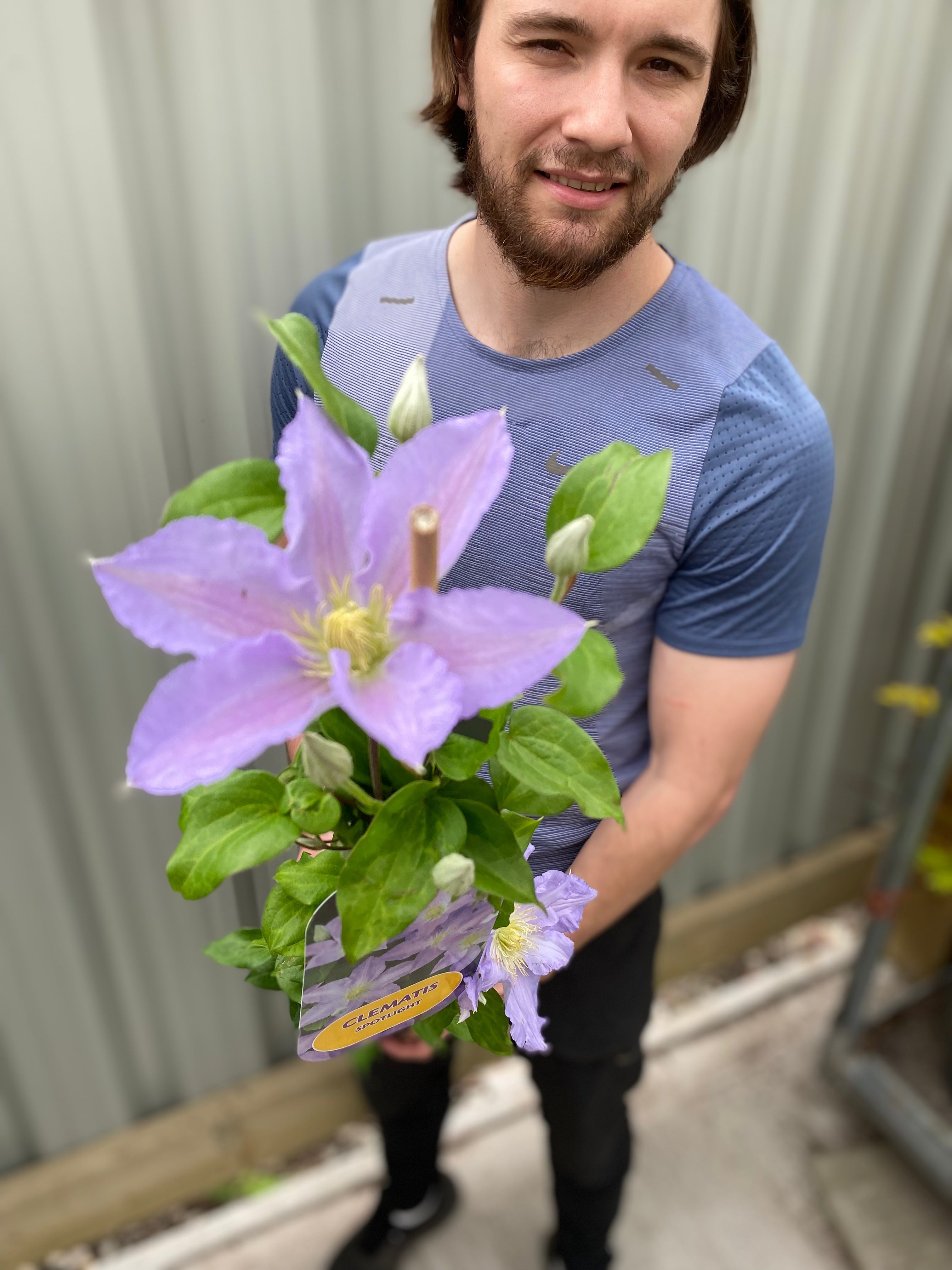 Clematis 'Spotlight' 90-95cm