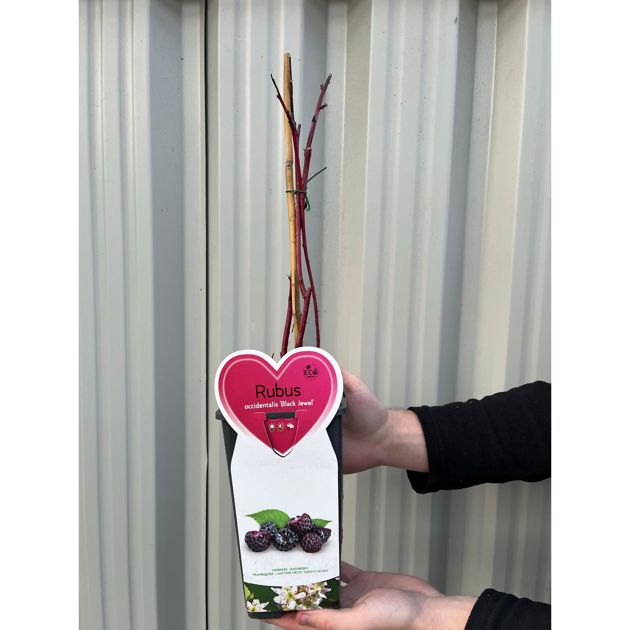Raspberry 'Black Jewel' 1L
