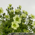 Saxifraga x Arendsii 'Early Lime' 1.5L
