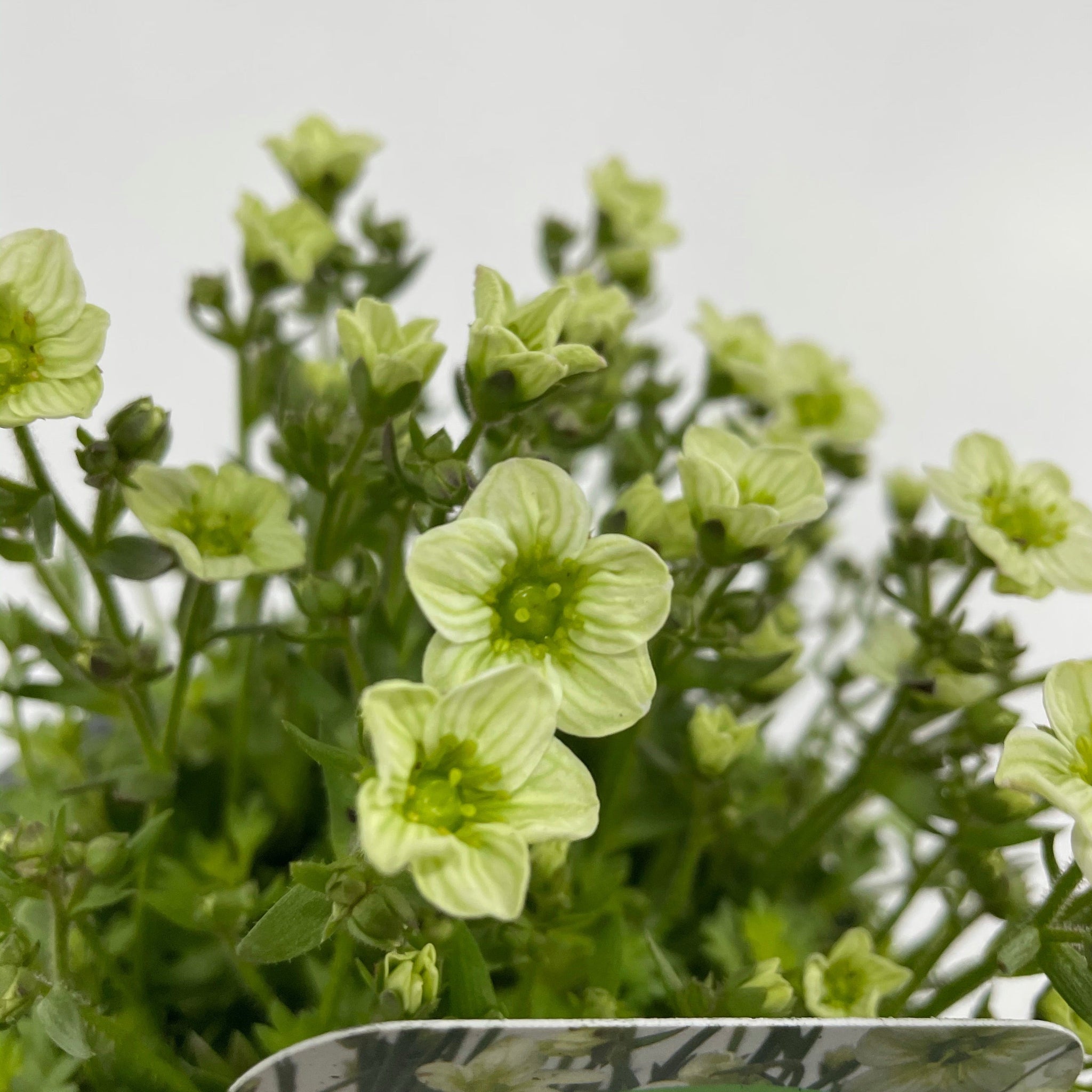 Saxifraga x Arendsii 'Early Lime' 1.5L