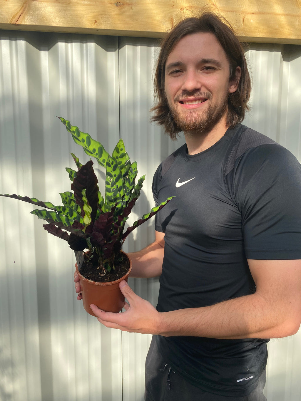 Calathea lancifolia 50cm