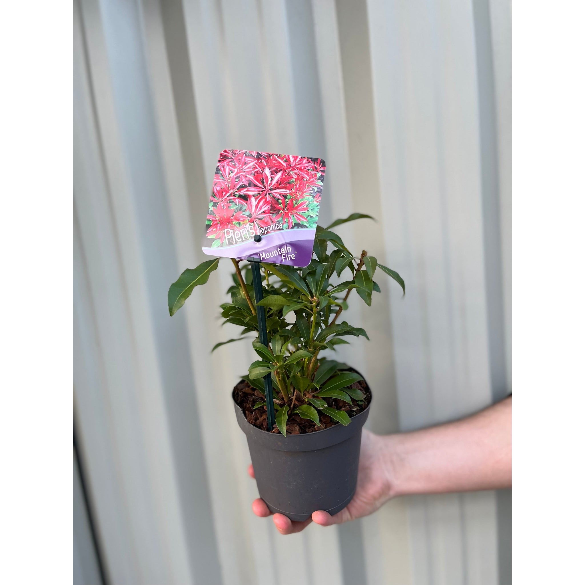 Pieris japonica ‘Mountain Fire’ 9cm/1L/2L