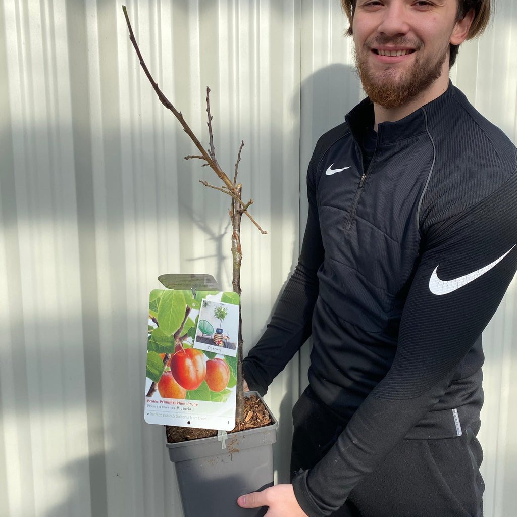 'Victoria' Plum Tree 2L / 4L