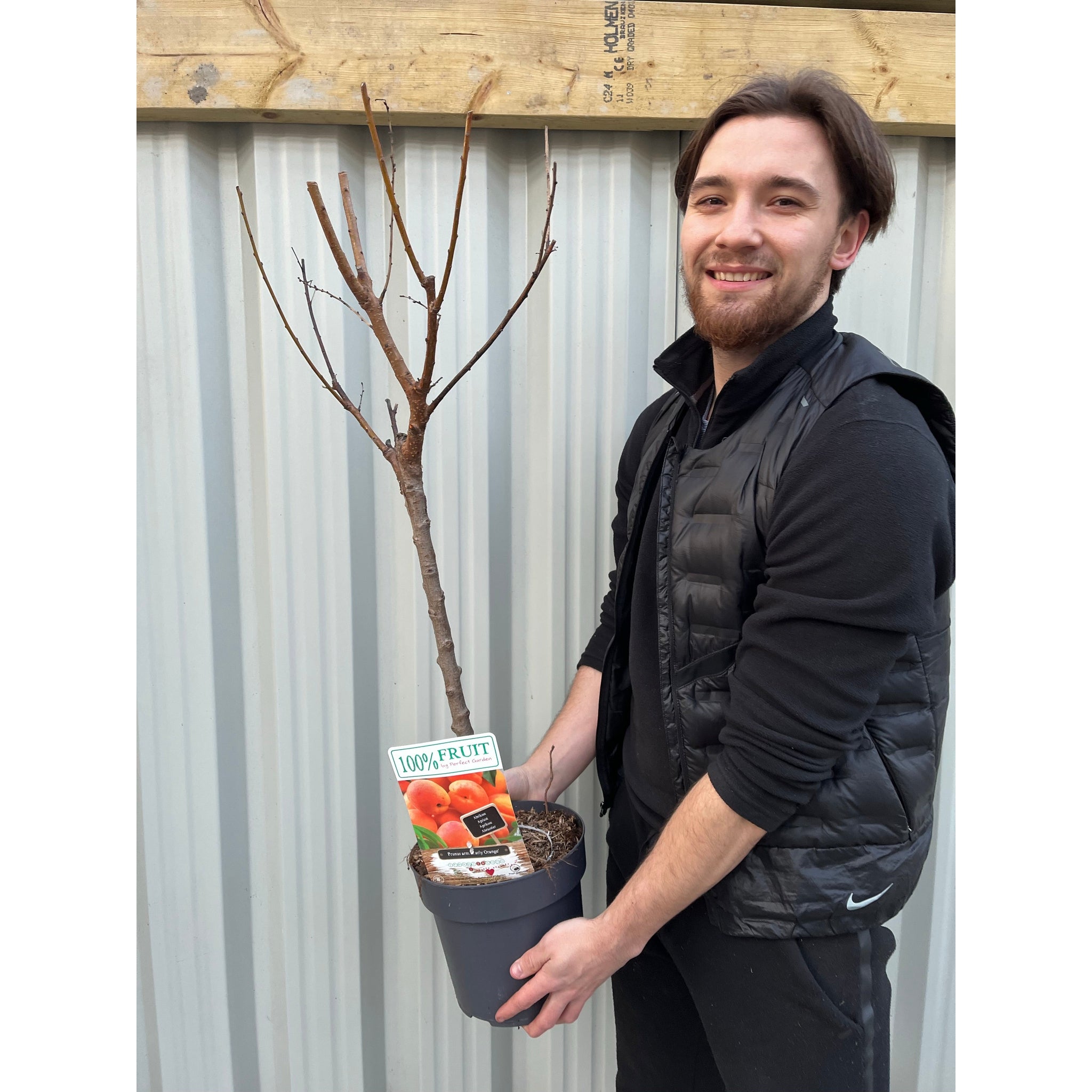 Dwarf/Patio Tree - Apricot -  Prunus arm. 'Early Orange 1m