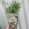 Patio Roses - Crystal Fairy