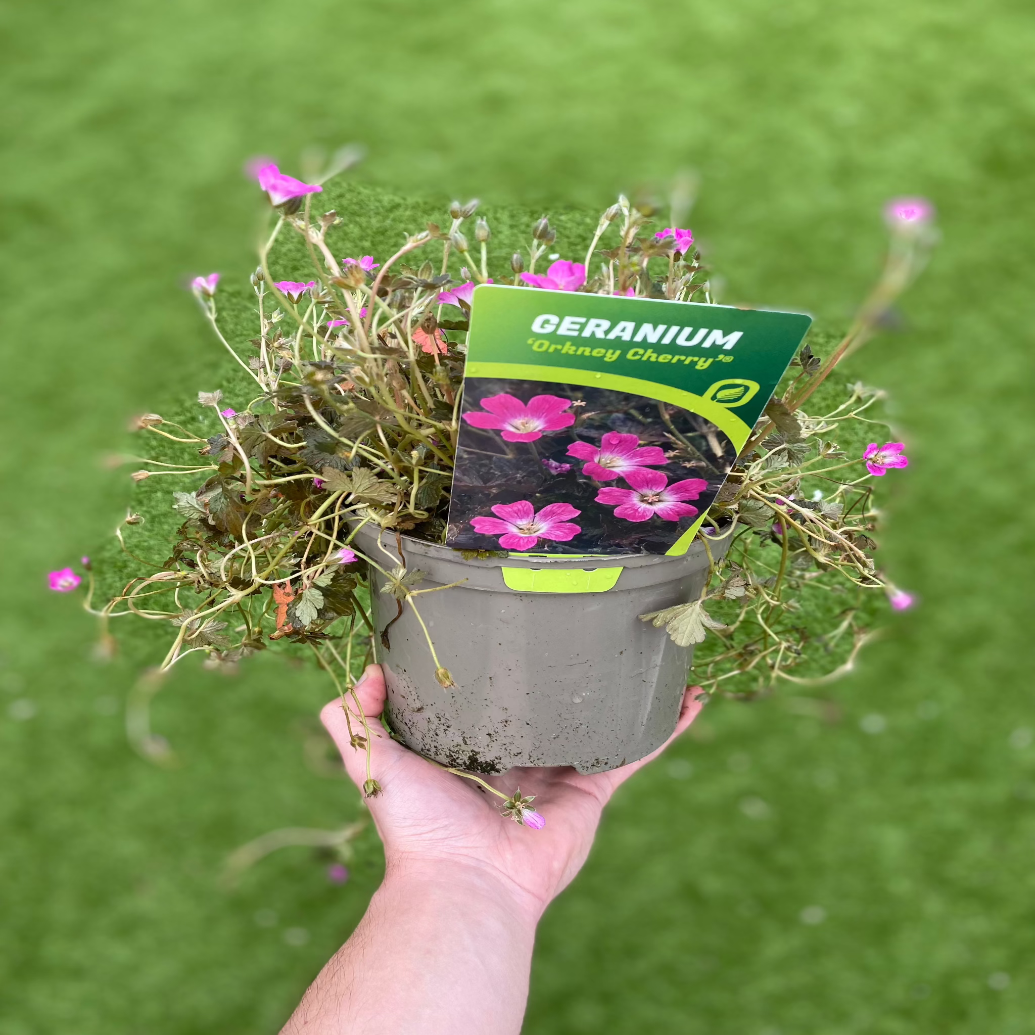 Geranium 'Orkney Cherry' 3L
