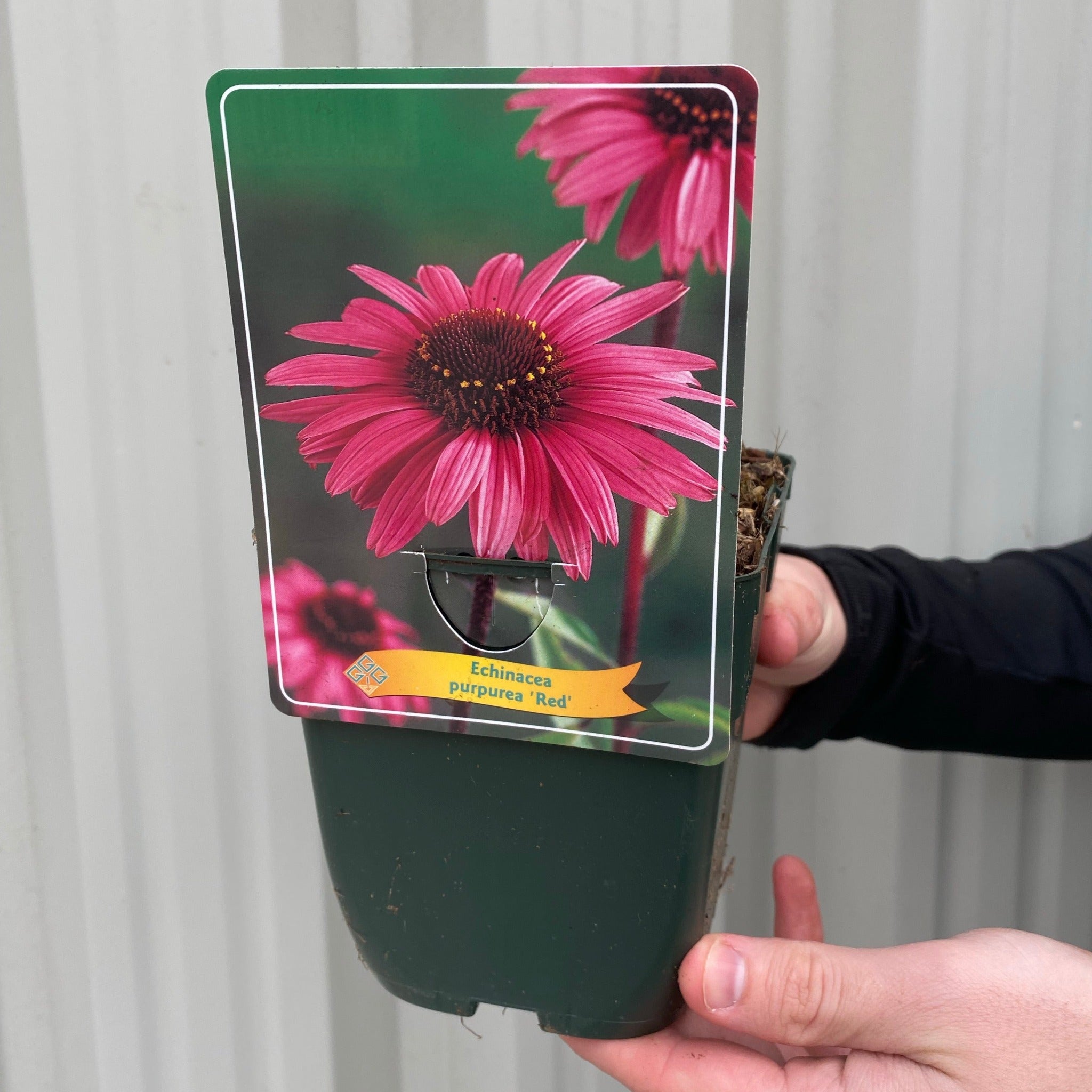 Echinacea purpurea - Red 1.5L