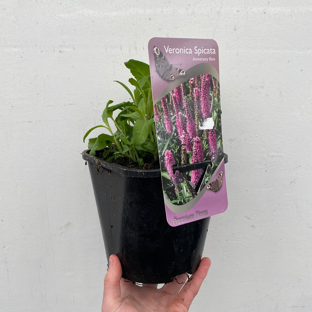 Veronica  ‘Anniversary Pink' 9cm/2L