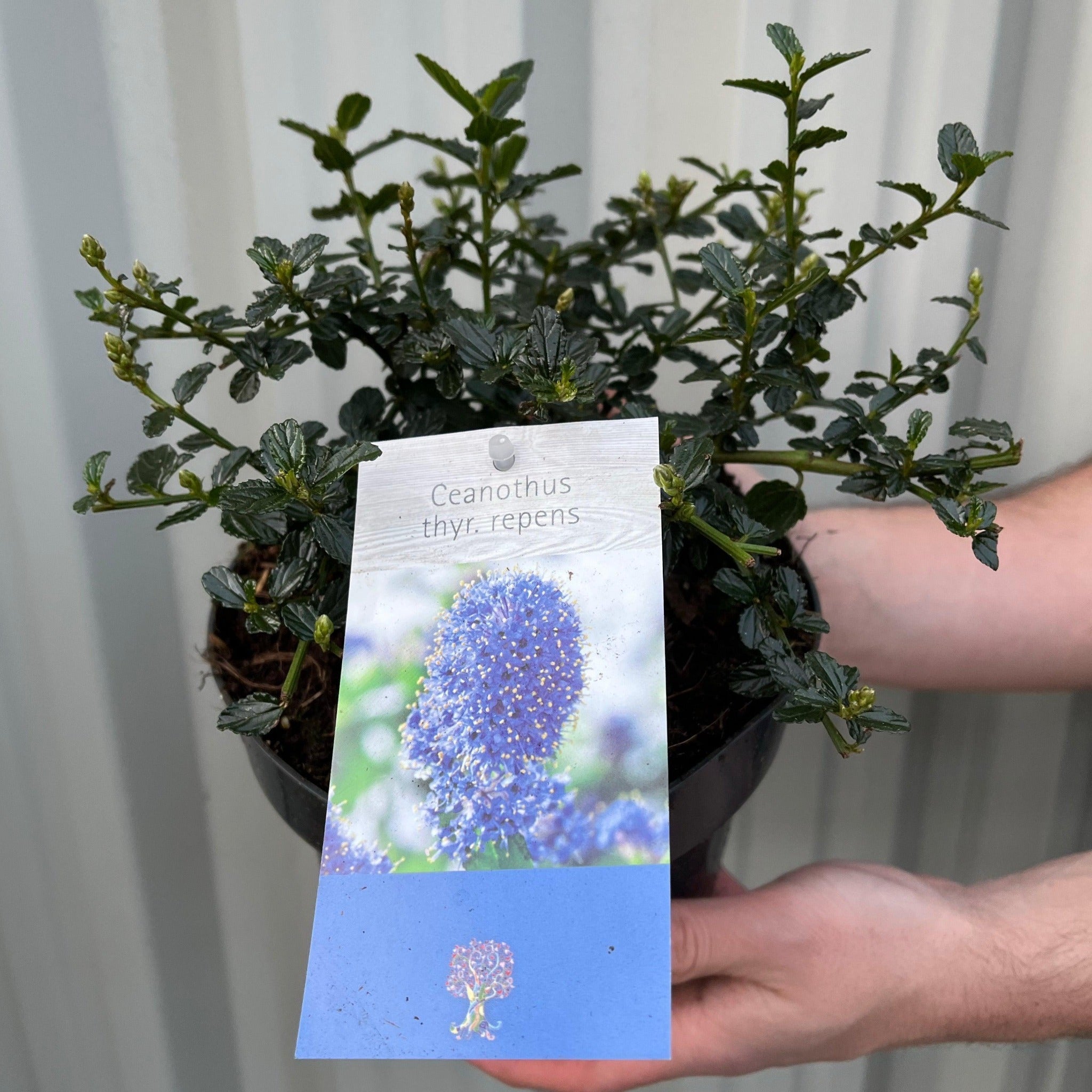 Ceanothus thyrsiflorus var. repens 2L / 5L