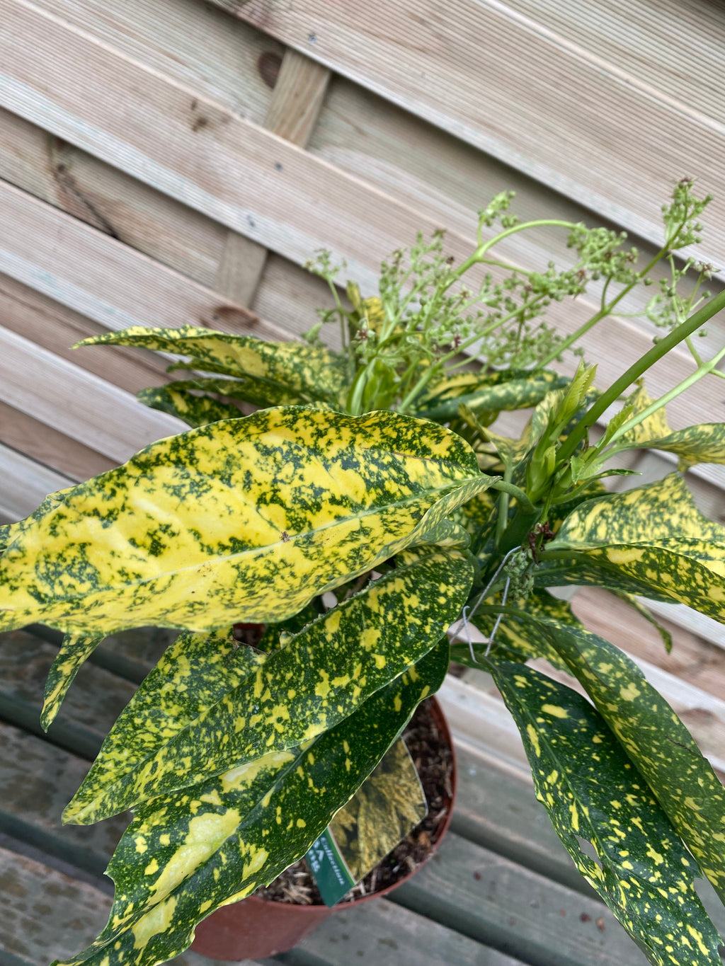 Aucuba japonica 'Gold King' (40-50cm) 3L (Multibuy Offers Available)