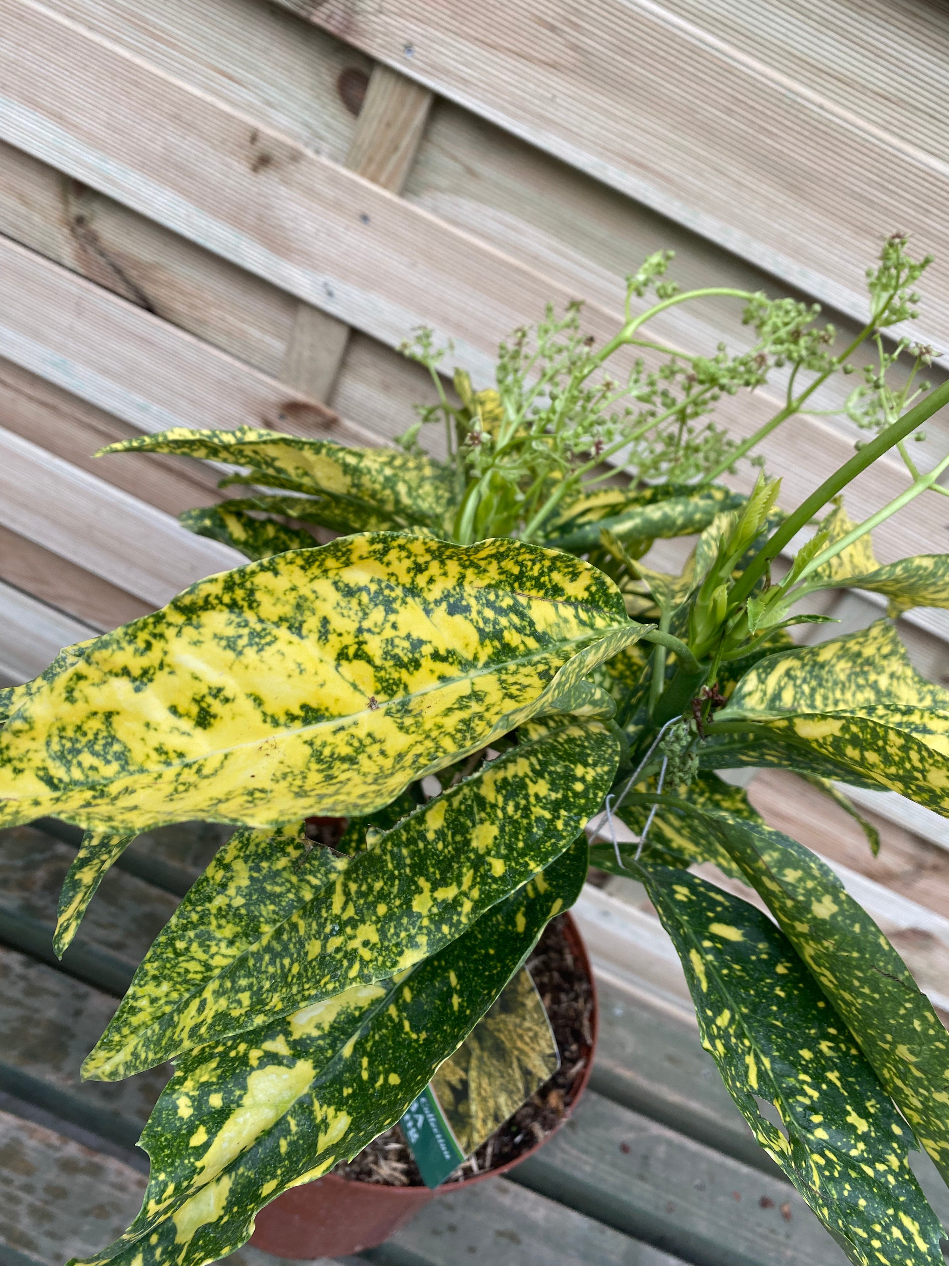 Aucuba japonica 'Gold King' (40-50cm) 3L (Multibuy Offers Available)