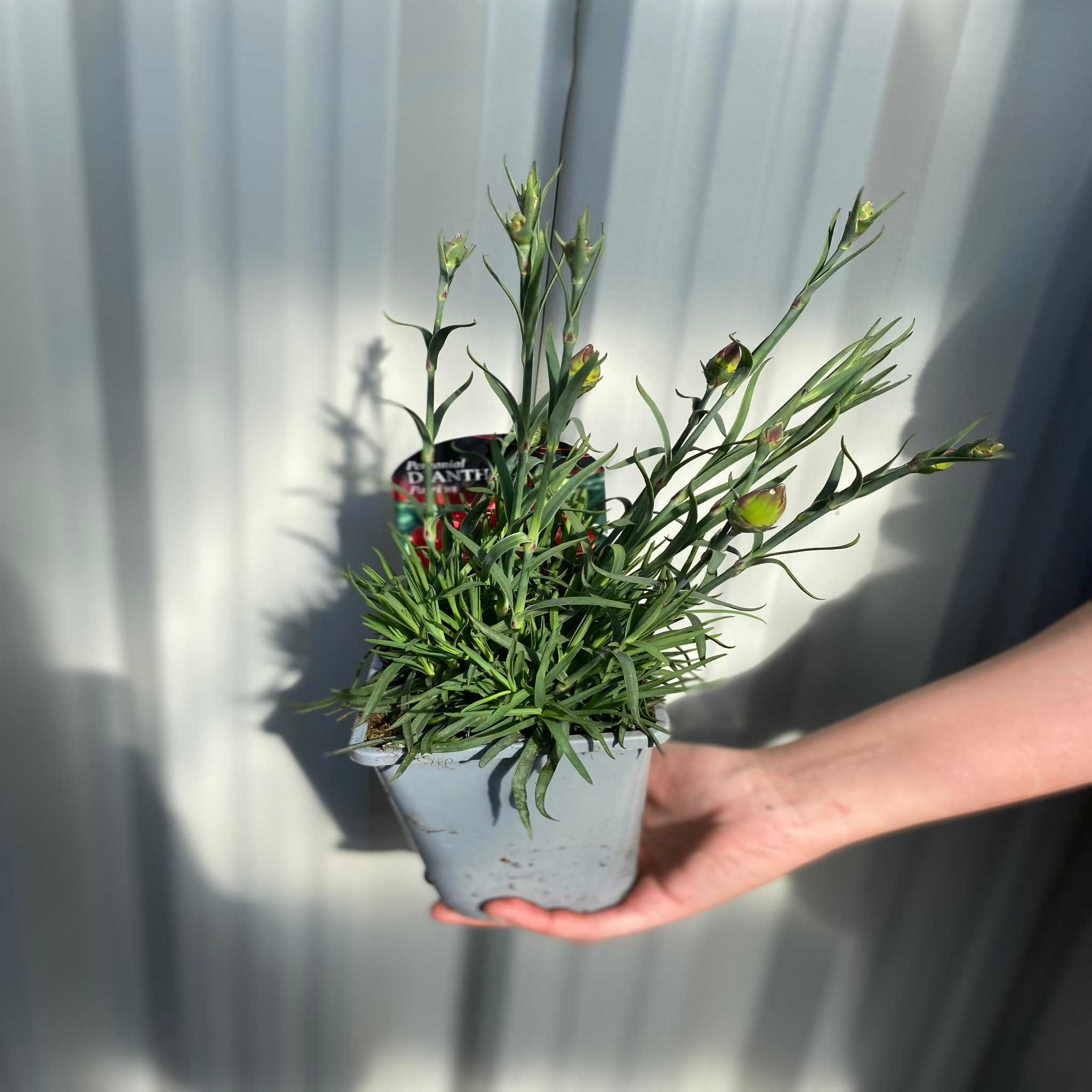 Dianthus 'Passion' 1L