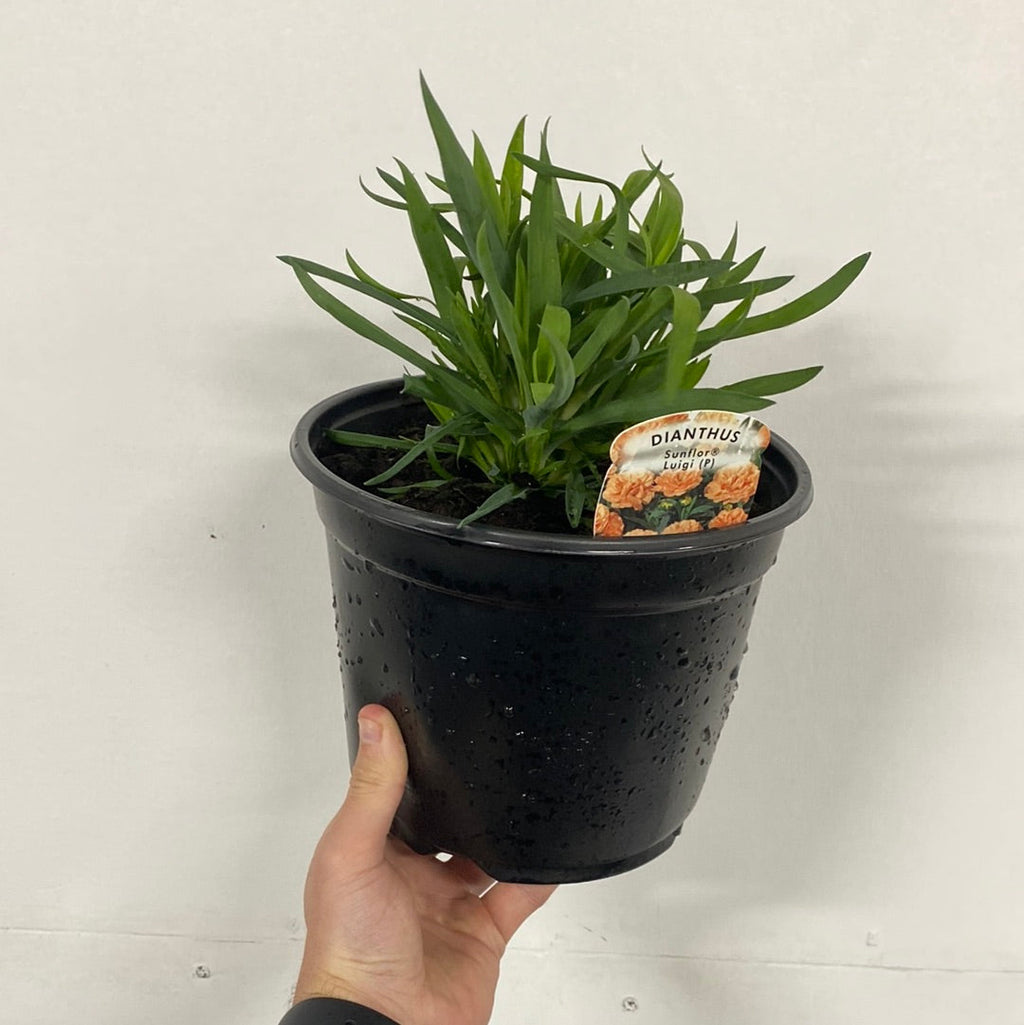 Dianthus 'Luigi' 3L