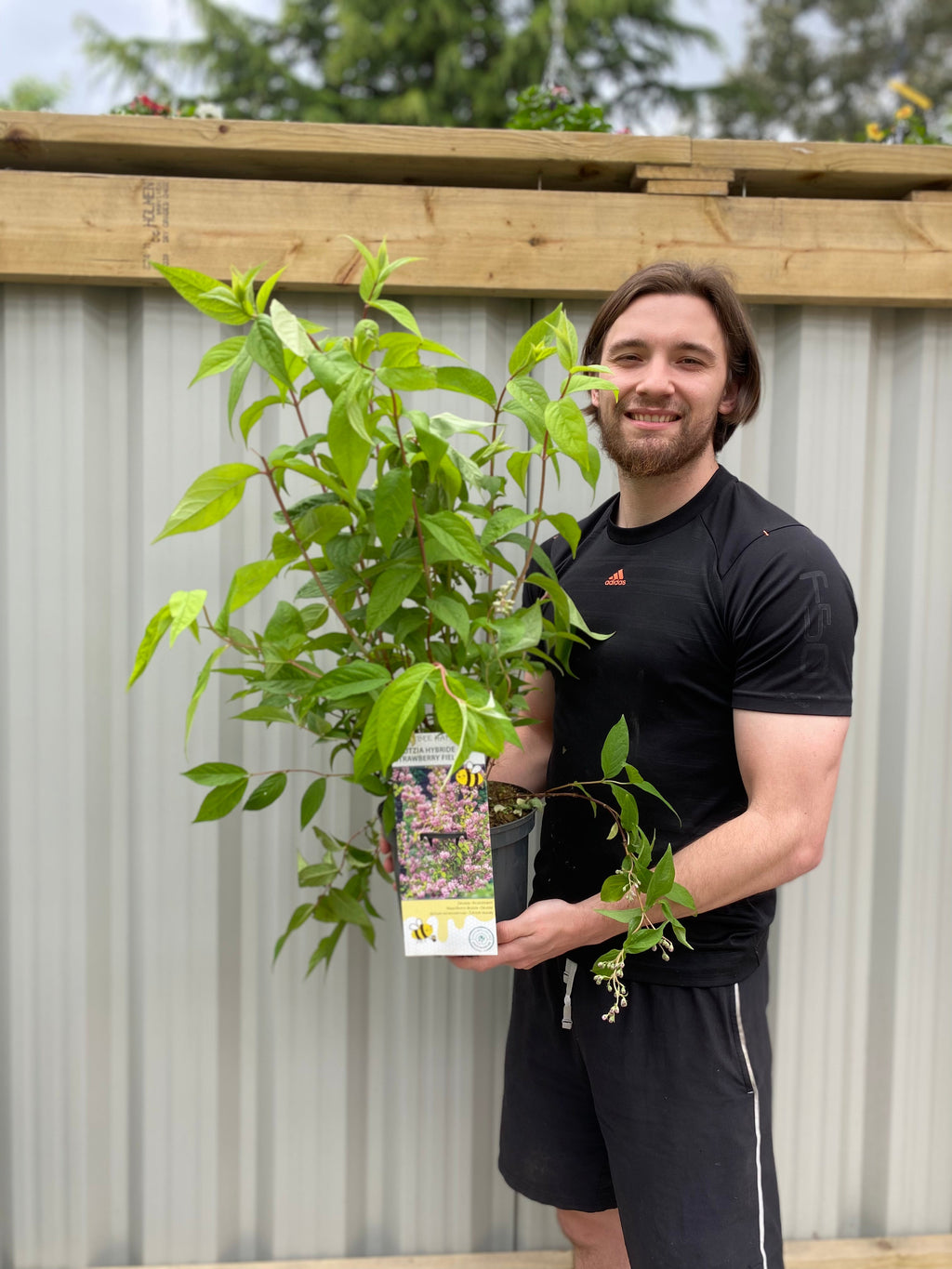 Forsythia x intermedia Spectabilis 3L