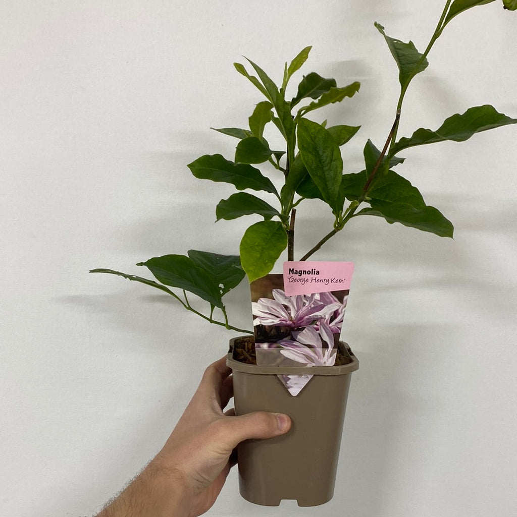 Magnolia 'George Henry Kern' 1/3L