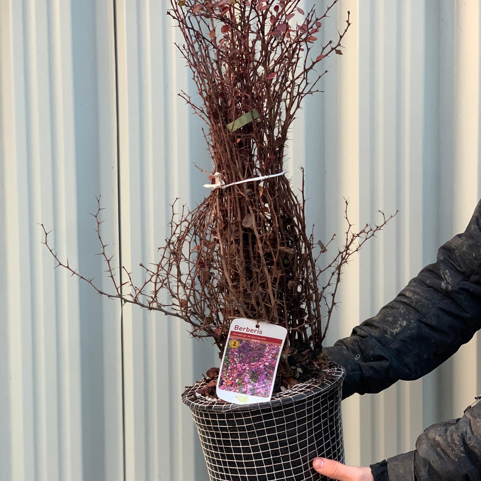 Berberis atropurpureum - Purple Barberry (10 Plants)