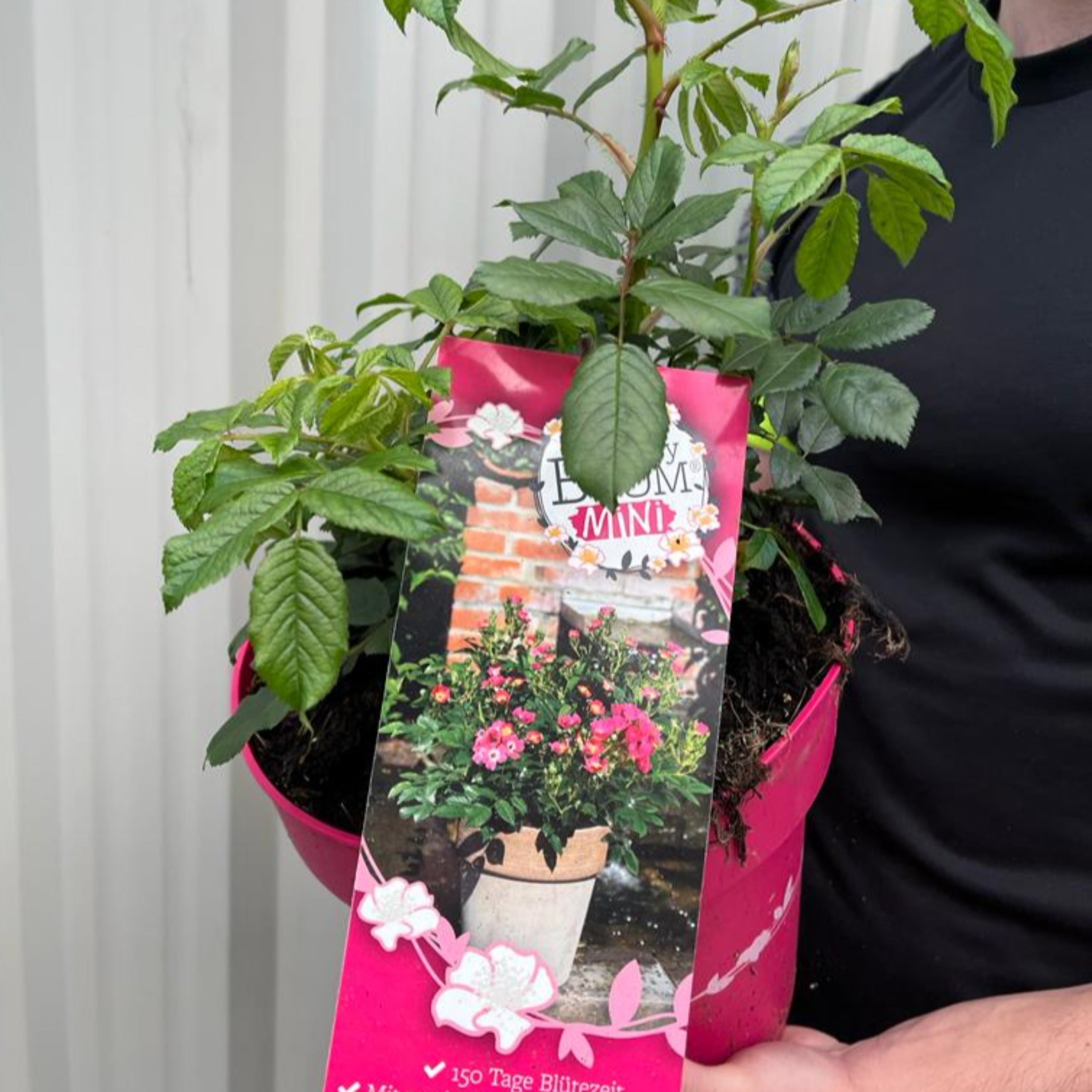Rosy Boom Mini Potted Rose 5L