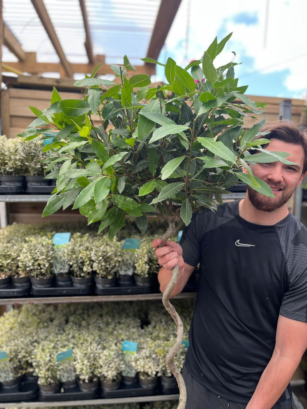 4ft / 5ft Spiral Stem Standard Bay Tree | Laurus nobilis | 110-120cm, 130-150cm