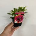 Helenium autumnale 'HayDay Red Bicolor' 9cm