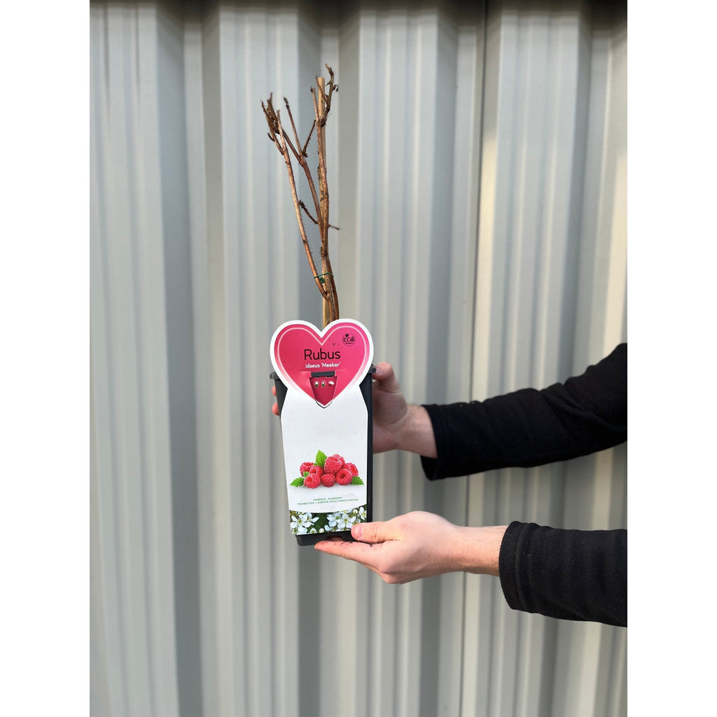 Raspberry 'Meeker' 1L