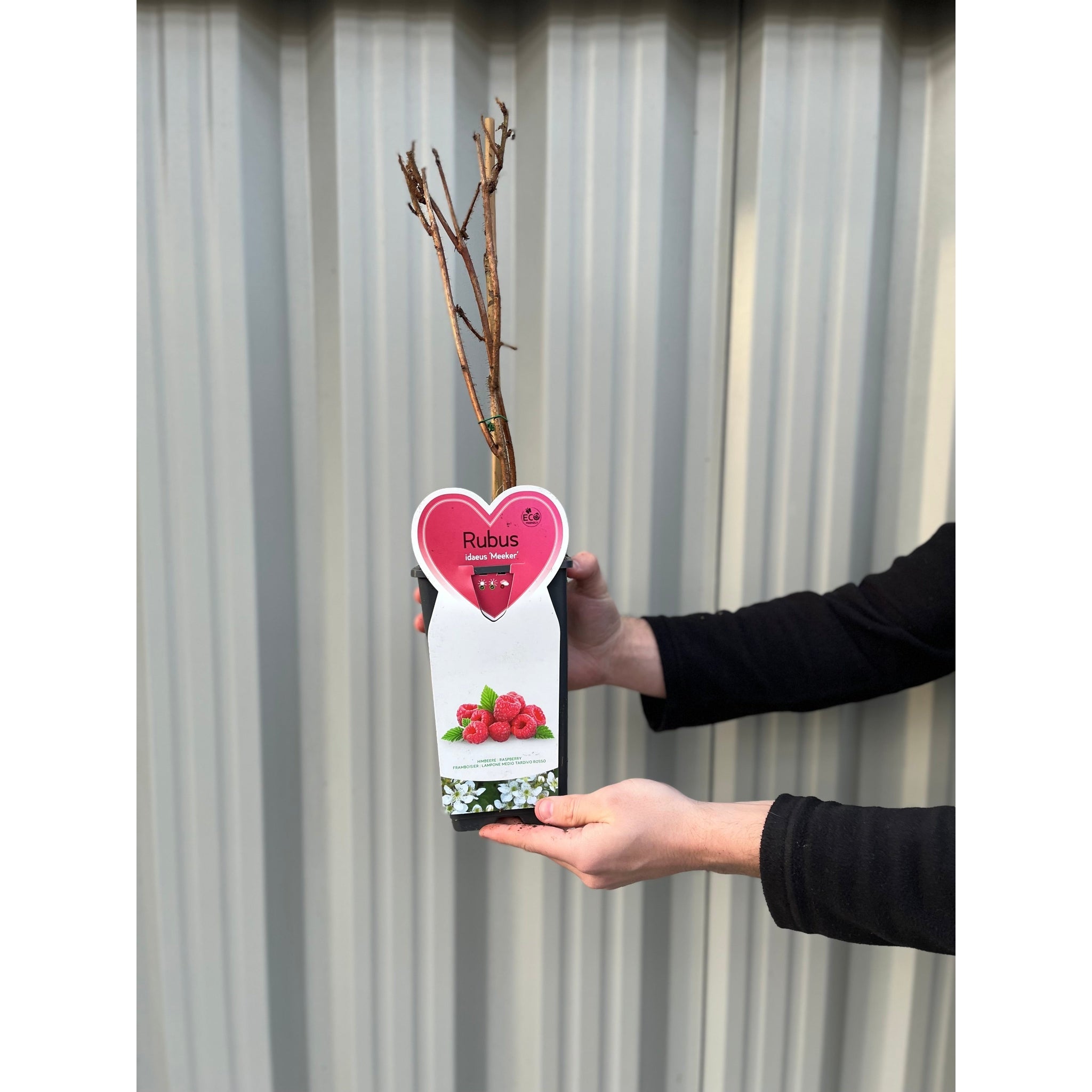 Raspberry 'Meeker' 1L