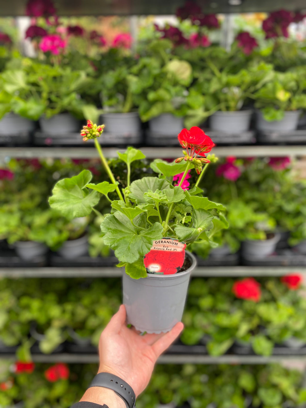 Geranium Red 1.5L