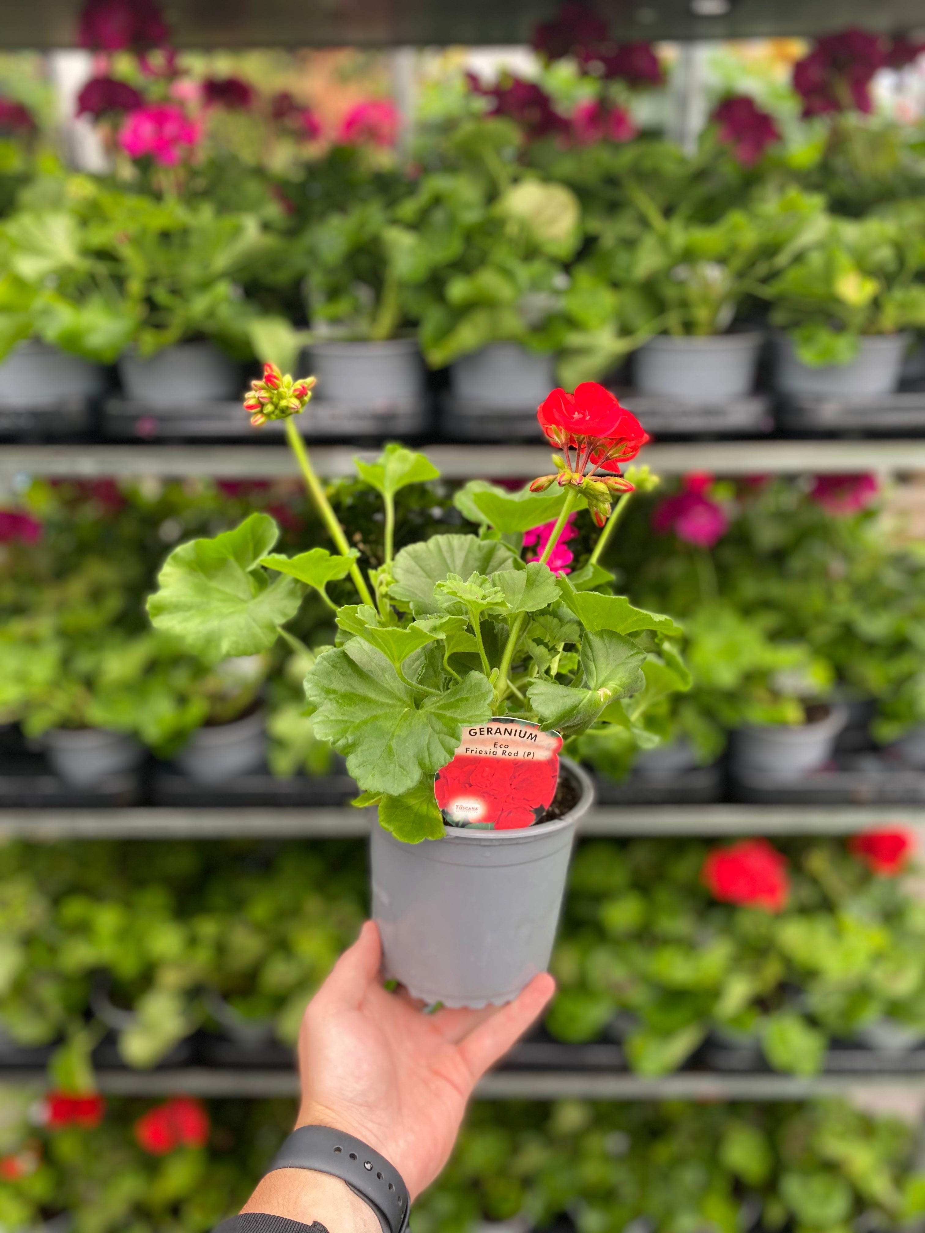 Geranium Red 1.5L