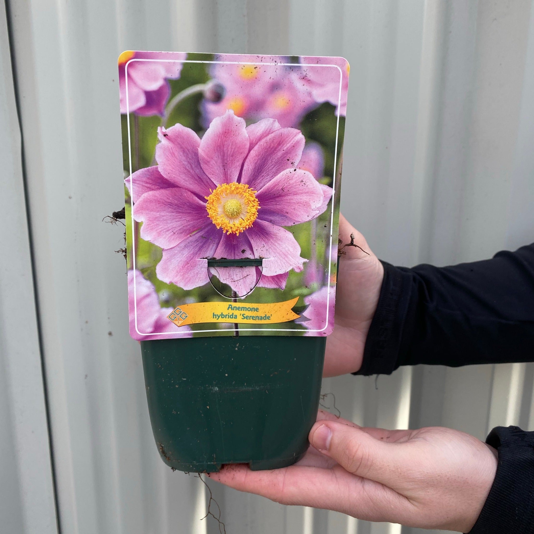 Anemone x hybrida 'Serenade' 1L