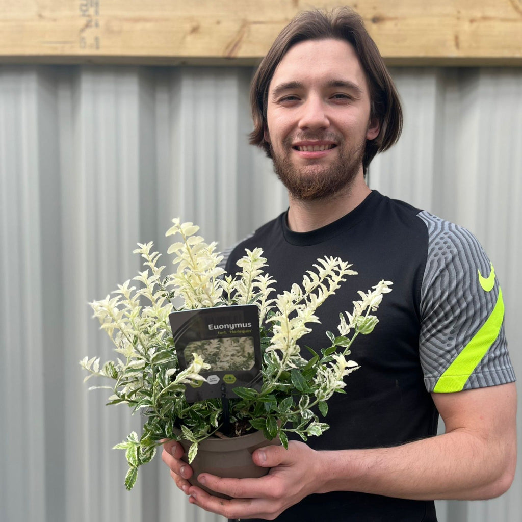 Euonymus fortunei 'Harlequin' 9cm / 1.5L / 2L