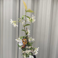 Evergreen Star Jasmine | Trachelospermum jasminoides | Climber