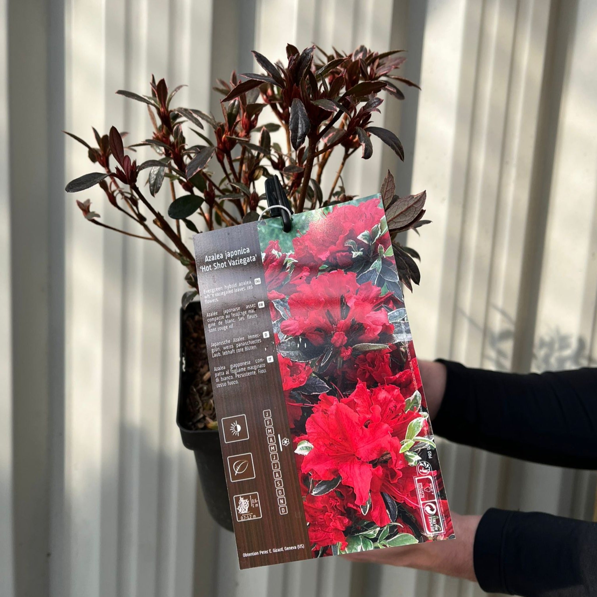 Azalea japonica 'Hot Shot Variegata' 2L
