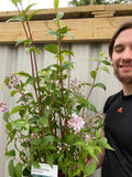 Deutzia 'Mount Rose' 3L