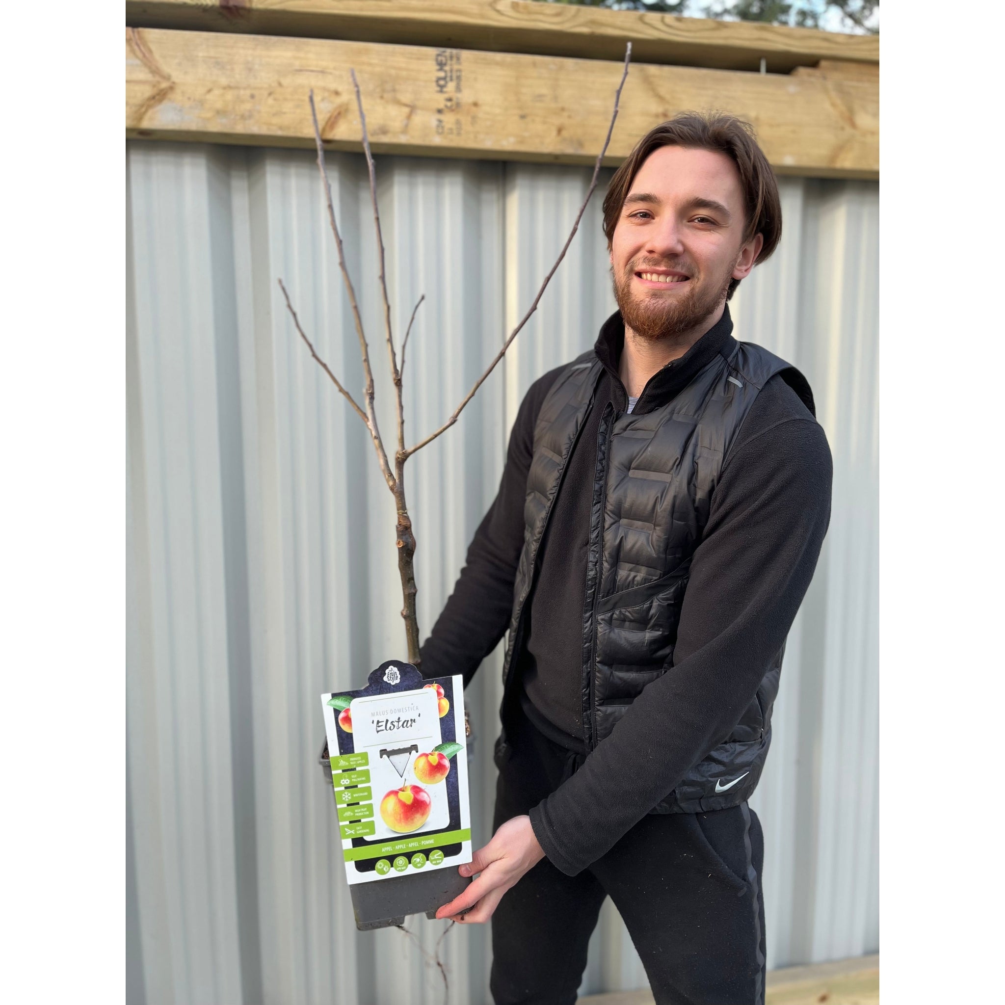 Dwarf/Patio Apple Tree 'Elstar' (Two sizes available)