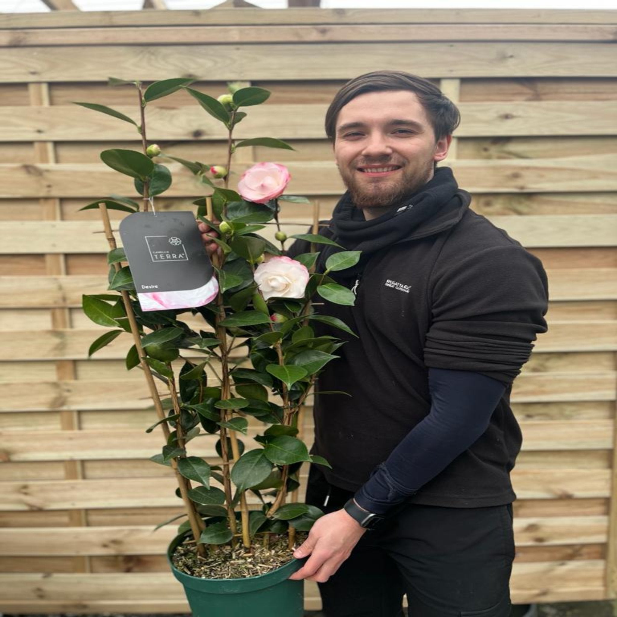 Camellia 'Desire' 9cm / 5L