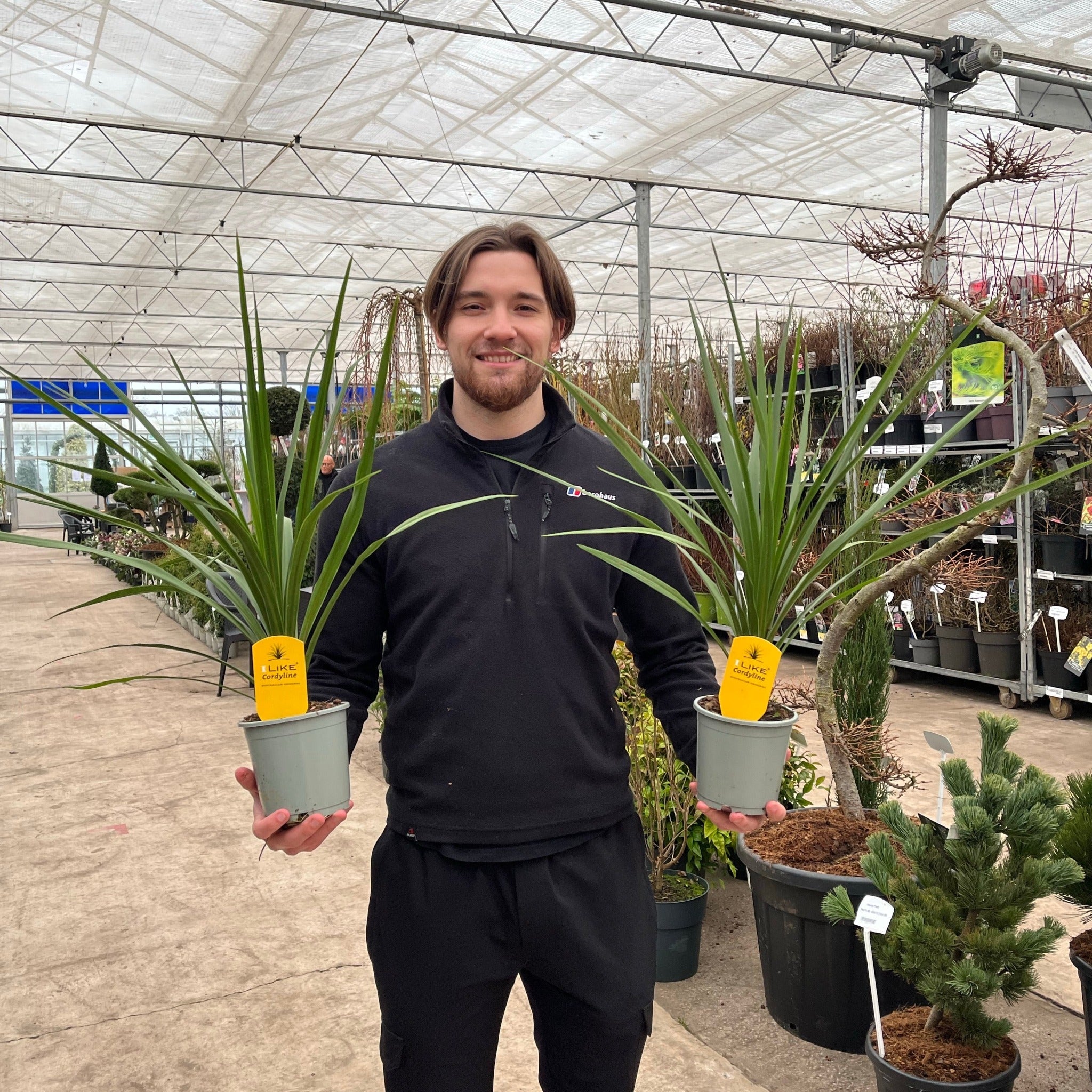 Cordyline australis Peko - Green (3 sizes available)