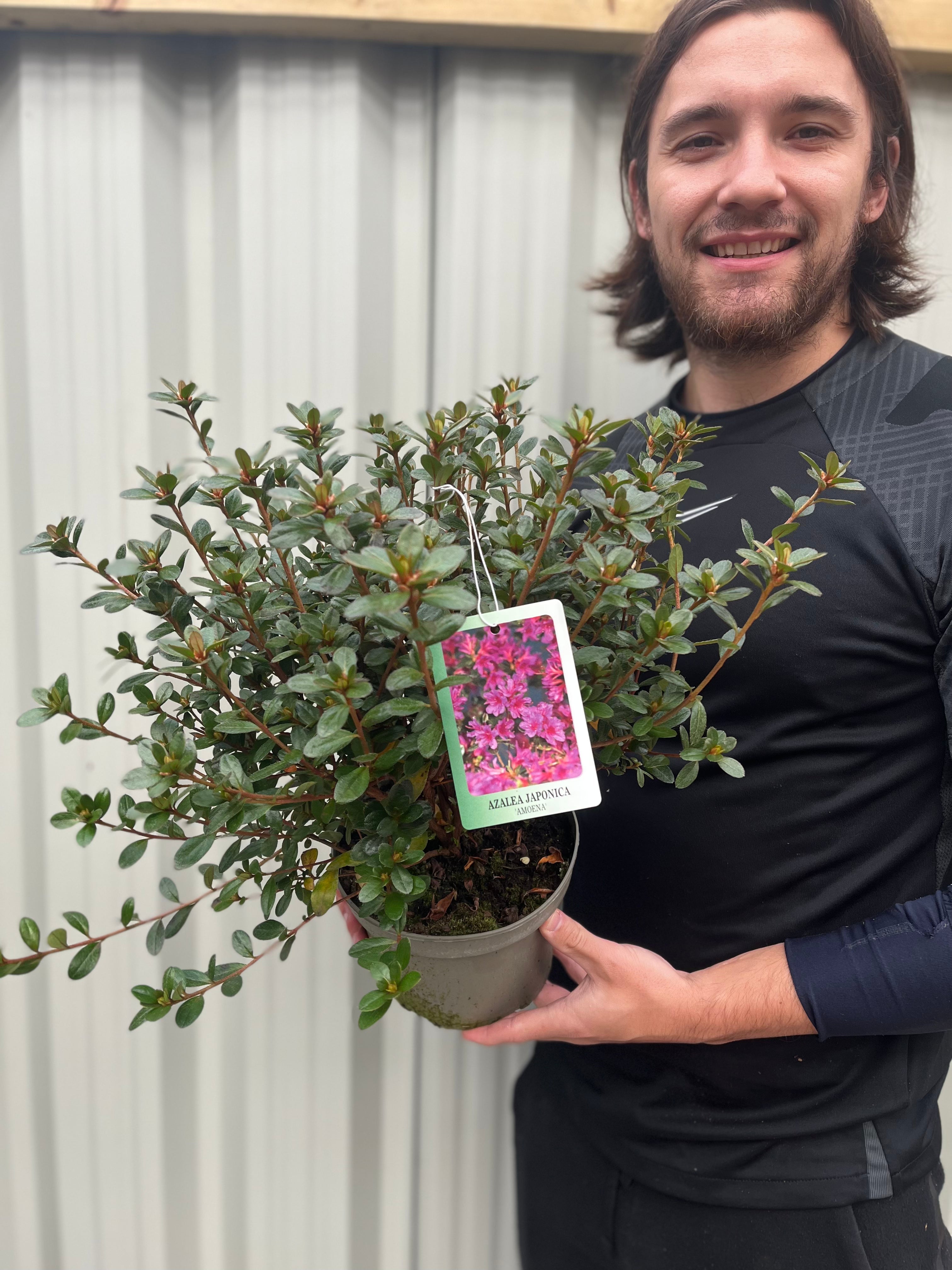 Azalea japonica 'Amoena' 2/5L
