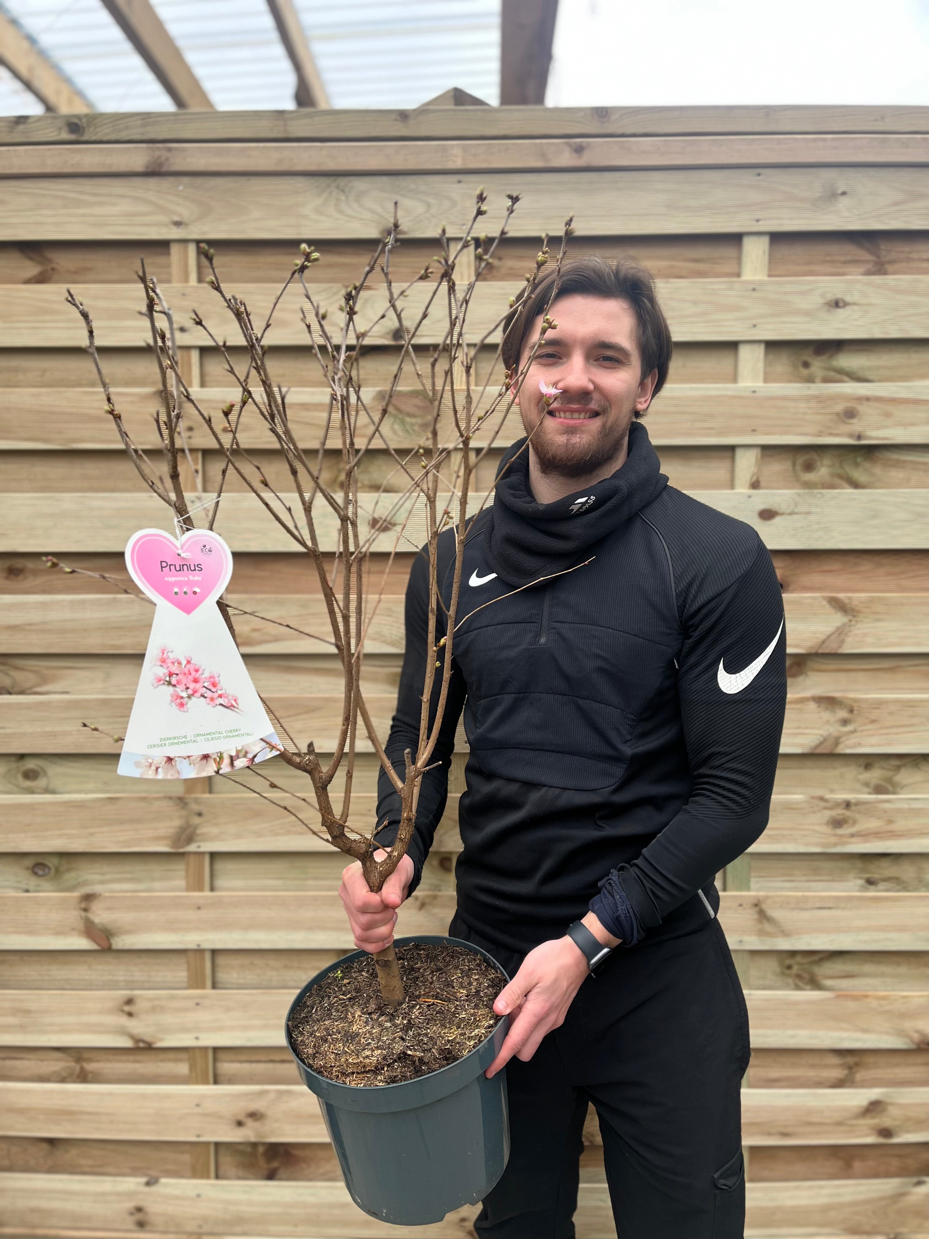 Prunus Niponica 'Ruby' - Ornamental Flowering Cherry Blossom Tree 7.5L 1m