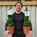 Buxus Spiral | Buxus sempervirens Topiary | Box Spiral